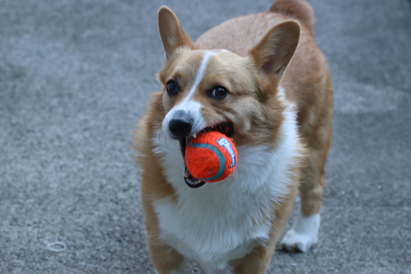 Gleason the Corgi